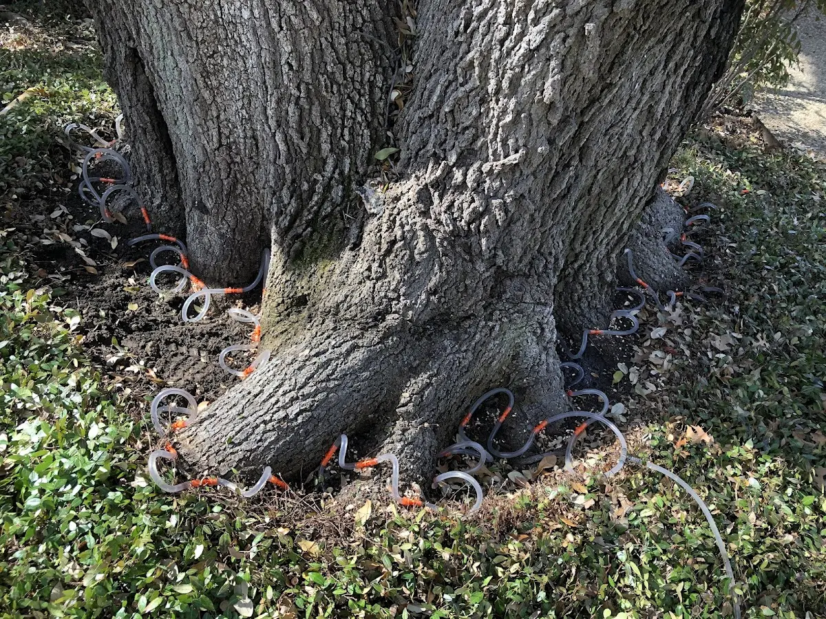 Detailed Tree Cabling and Bracing job site in Mentone